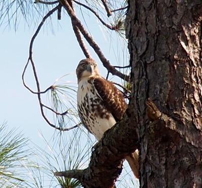 [This hawk has a mostly white breast on the top and bottom and even on the chin area. There are brown speckles in the middle of the chest. It's perched in one of the pine trees.]